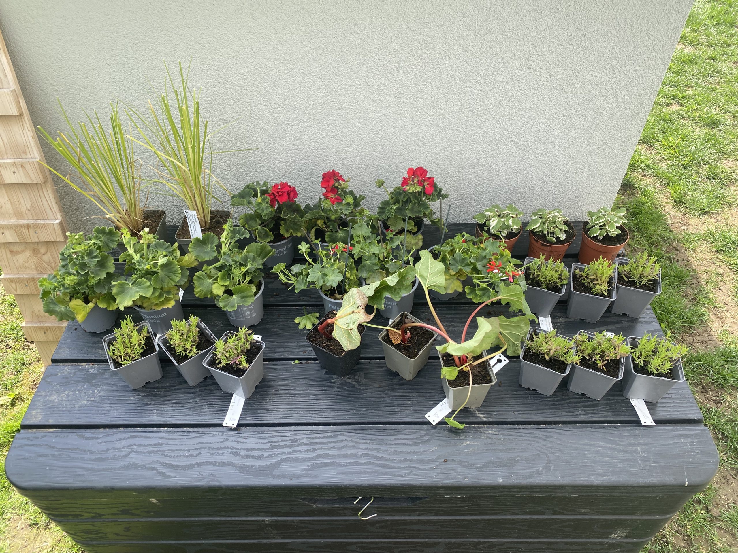 Pflanzen-Setzlinge-23.04.2025